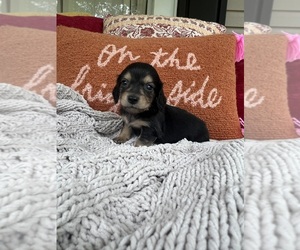 Dachshund Puppy for Sale in JASPER, Georgia USA