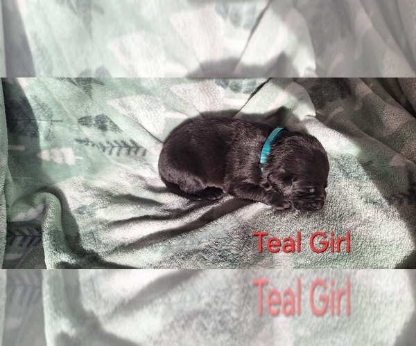 Medium Photo #1 Labrador Retriever Puppy For Sale in CARO, MI, USA