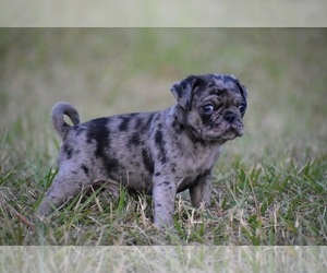 Pug Puppy for sale in PALM COAST, FL, USA