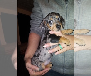 Dachshund Puppy for sale in SPRING HOPE, NC, USA