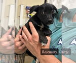 Small #5 Jack Russell Terrier