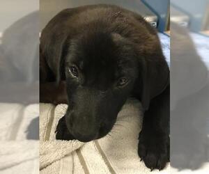 Labrador Retriever-Unknown Mix Dogs for adoption in Conroe, TX, USA