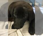 Small Labrador Retriever Mix