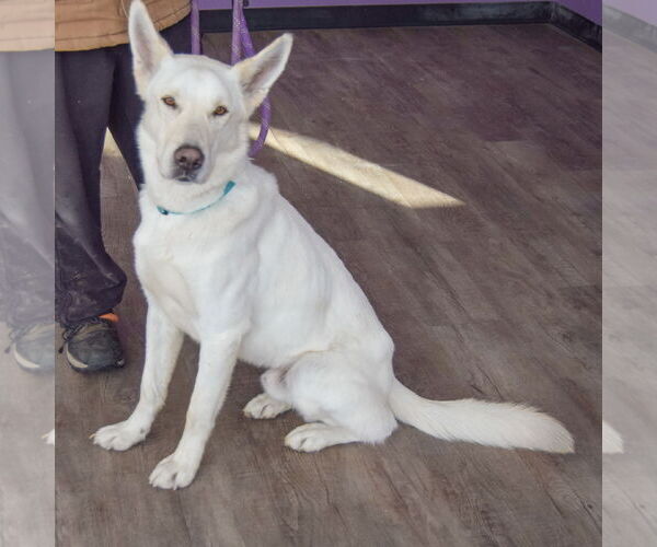 Medium Photo #4 Gerberian Shepsky Puppy For Sale in Huntley, IL, USA