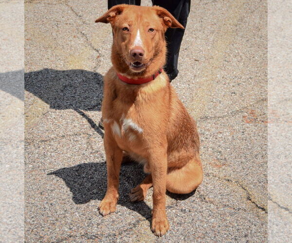 Medium Photo #3 Labrador Retriever-Unknown Mix Puppy For Sale in Huntley, IL, USA