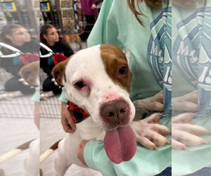 Boxer-Unknown Mix Dogs for adoption in GILBERTS, IL, USA