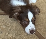 Small #13 Miniature Australian Shepherd