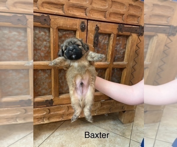 Medium Photo #73 Shih Apso Puppy For Sale in SCOTTSDALE, AZ, USA