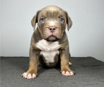 Small Photo #4 American Bully Puppy For Sale in MABLETON, GA, USA