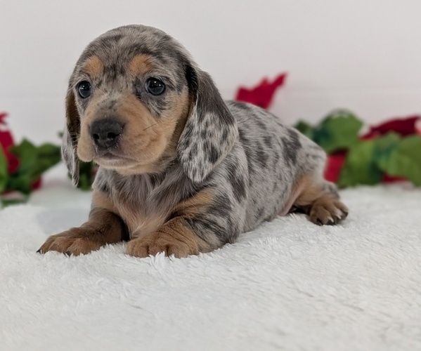 Medium Photo #6 Dachshund Puppy For Sale in GOSHEN, IN, USA