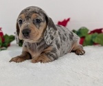Small #5 Dachshund