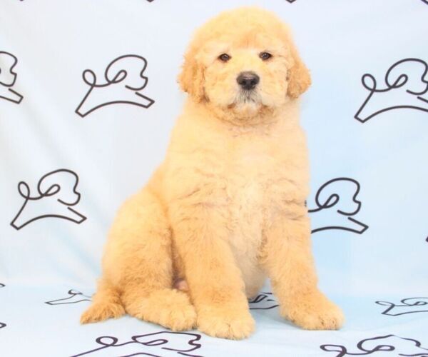 Medium Photo #15 Goldendoodle Puppy For Sale in LAS VEGAS, NV, USA
