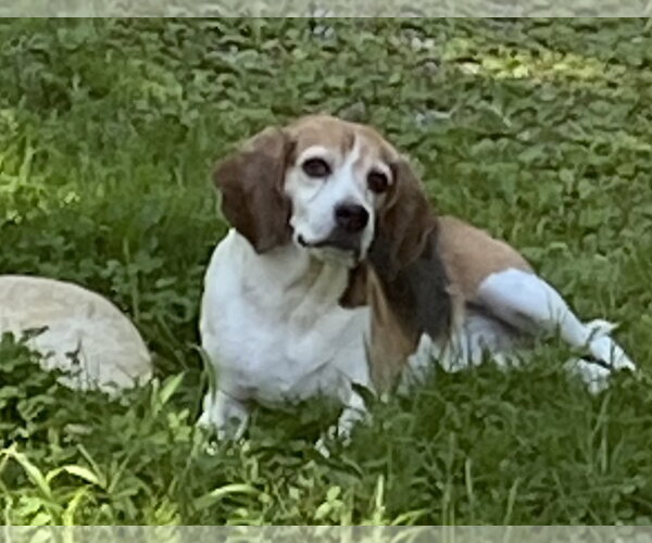Medium Photo #6 Beagle Puppy For Sale in Rootstown, OH, USA