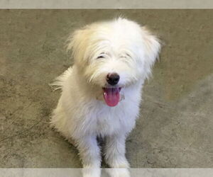 Bearded Collie-Wheaten Terrier Mix Dogs for adoption in Agoura Hills, CA, USA