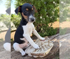 Jack-Rat Terrier Puppy for sale in MIDDLEBURY, IN, USA
