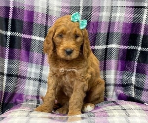 Goldendoodle (Miniature) Puppy for sale in LAKELAND, FL, USA