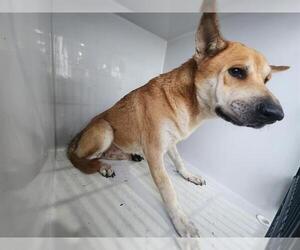 Labrador Retriever-Shiba Inu Mix Dogs for adoption in Houston, TX, USA