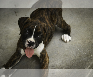 Boxer Puppy for Sale in SHIPSHEWANA, Indiana USA