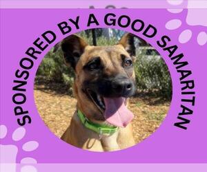 Mutt Dogs for adoption in Santa Cruz, CA, USA