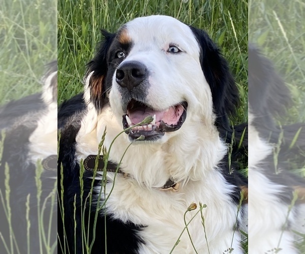 Medium Photo #1 Australian Mountain Dog Puppy For Sale in PENDLETON, SC, USA