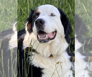 Mother of the Australian Mountain Dog puppies born on 05/30/2025