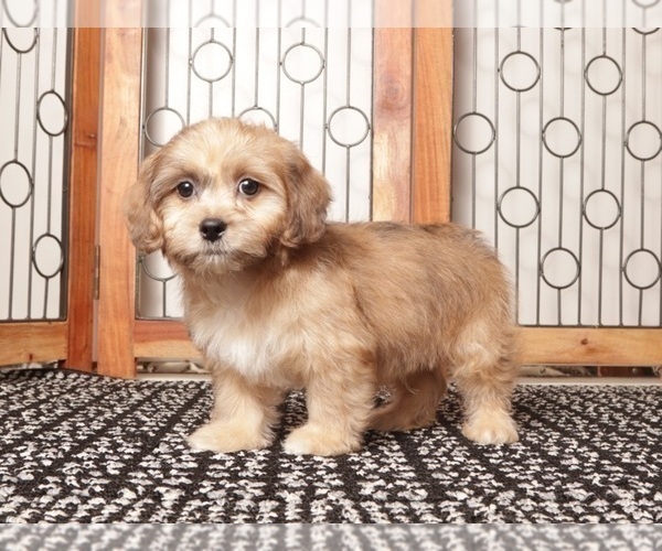 Medium Photo #1 ShihPoo Puppy For Sale in NAPLES, FL, USA