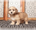 Puppy Tim ShihPoo