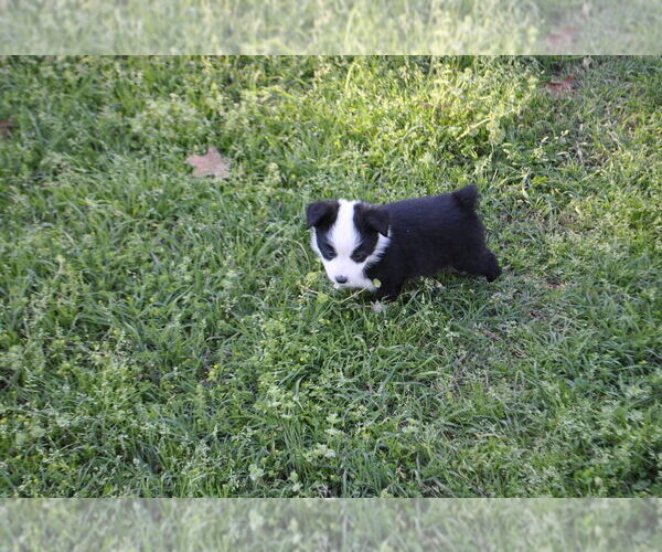 Medium Photo #17 Miniature Australian Shepherd Puppy For Sale in SWAN, TX, USA