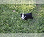 Small #16 Miniature Australian Shepherd