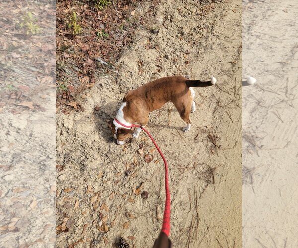 Medium Photo #4 American Staffordshire Terrier-Labrador Retriever Mix Puppy For Sale in Holly Springs, NC, USA