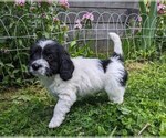 Puppy Oliver Cockapoo-Poodle (Miniature) Mix
