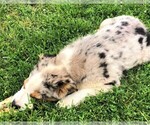 Small Photo #6 Australian Shepherd Puppy For Sale in STRATFORD, WI, USA
