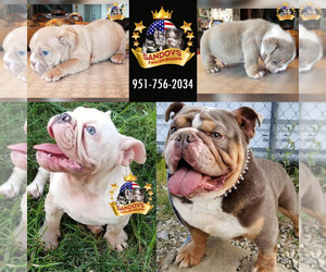 Bulldog Puppy for sale in RIVERSIDE, CA, USA