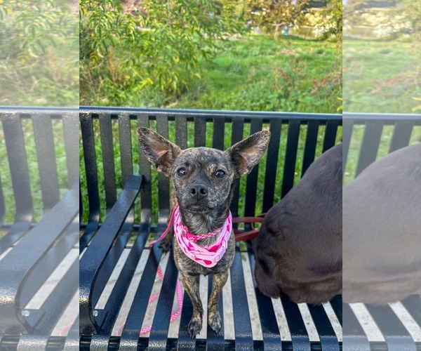 Medium Photo #1 Chihuahua-Unknown Mix Puppy For Sale in Sandy, UT, USA