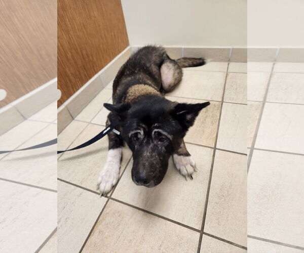 Medium Photo #3 Akita-Unknown Mix Puppy For Sale in Virginia Beach, VA, USA