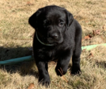 Small Photo #17 Labrador Retriever Puppy For Sale in ATHENS, GA, USA