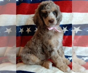 Poodle (Standard) Puppy for sale in BONNERS FERRY, ID, USA