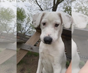 Falkor - Male Great Pyrenees-Unknown Mix Dog for Adoption - Photo #5