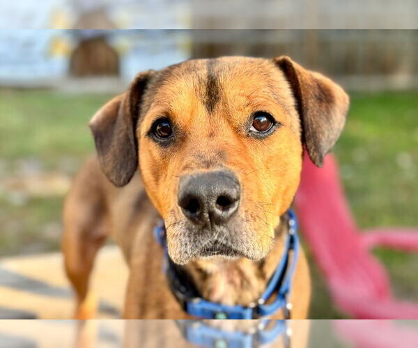Medium Photo #3 Mutt Puppy For Sale in Gloversville, NY, USA