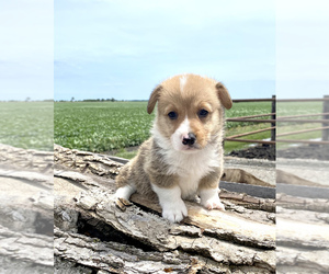 Pembroke Welsh Corgi Puppy for sale in ARTHUR, IL, USA