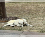 Small #6 Labrador Retriever Mix