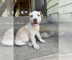 Small #3 Catahoula Leopard Dog-Labrador Retriever Mix