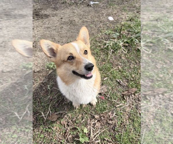 Medium Photo #1 Pembroke Welsh Corgi Puppy For Sale in MOUNT GILEAD, OH, USA