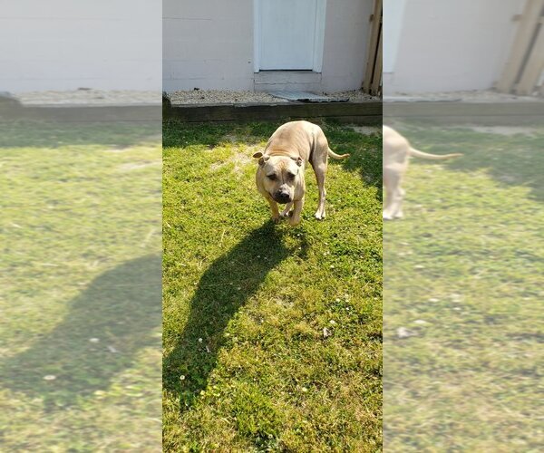 Medium Photo #11 American Staffordshire Terrier-Unknown Mix Puppy For Sale in Spring Lake, NJ, USA