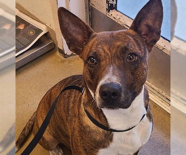 Medium Photo #1 American Staffordshire Terrier-Unknown Mix Puppy For Sale in San Antonio, TX, USA