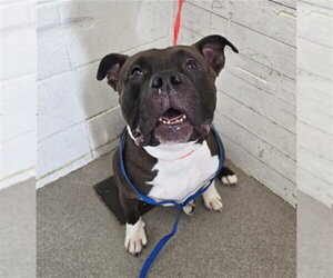 Mutt Dogs for adoption in San Bernardino, CA, USA