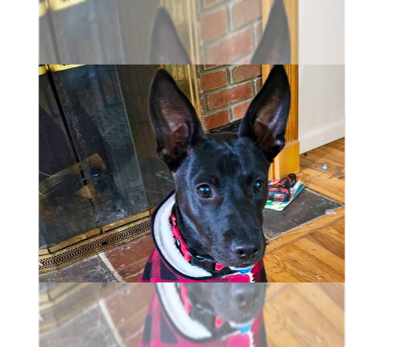 Medium Photo #1 Labrador Retriever-Unknown Mix Puppy For Sale in Brewster, NY, USA