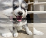 Small Photo #2 Pomsky Puppy For Sale in WOODSTOCK, CT, USA