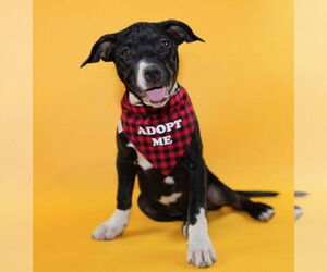 Mutt Dogs for adoption in Fort Collins, CO, USA