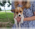 Small Photo #18 Pembroke Welsh Corgi Puppy For Sale in SHILOH, OH, USA